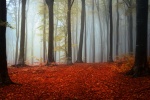 Autumn forest full of red leaves picture wallpaper