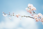 Blooming cherry blossom pictures desktop wallpaper