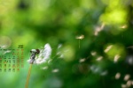 2022年4月清新淡雅的花朵桌面日历壁纸