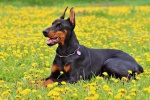 Doberman Pinscher Pictures Doberman Pinscher Pictures