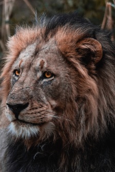 兇猛的獅子圖片