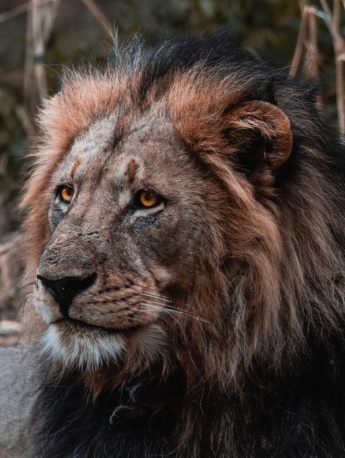 ferocious lion pictures