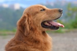 Cute golden retriever dog pictures desktop wallpaper