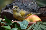 Small and cute goldfinch pictures