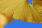 Beautiful ginkgo leaf mobile wallpaper pictures