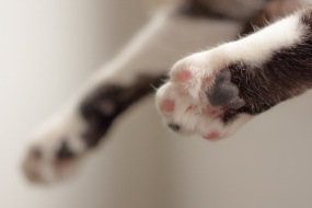 Cat paw stepping on breast pictures desktop wallpaper