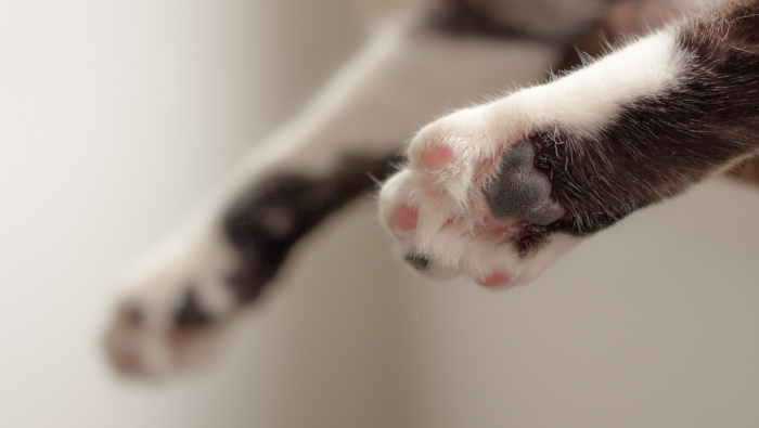 Cat paw stepping on breast pictures desktop wallpaper