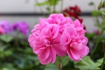 Pink geranium pictures