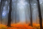 Autumn forest full of red leaves picture wallpaper