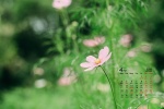 April 2022 small fresh flowers calendar wallpaper picture