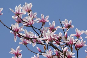 天目木兰图片桌面壁纸