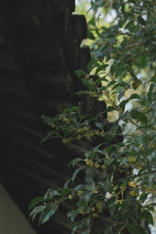 Fragrant osmanthus literary mobile wallpaper