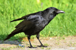Picture of crow with jet black feathers