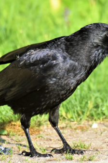 羽毛漆黑的烏鴉圖片