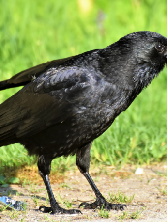 Picture of crow with jet black feathers