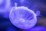 HD jellyfish pictures computer desktop wallpaper