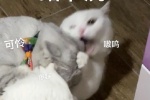 貓咪奶蓋暴躁版表情包
