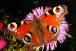 Peacock butterfly picture HD