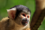 Squirrel monkey pictures