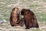 Cute grizzly bear pictures