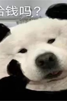 Give me money? Dog holding chin emoticon pack