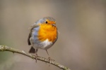 Robin on a branch picture