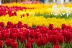 Thanksgiving charming tulips computer wallpaper pictures