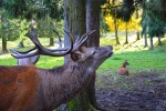 Red deer pictures in the forest
