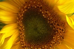 Sunflower sunflower mobile wallpaper