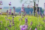 April 2021 Lavender Landscape Desktop Calendar Wallpaper