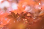 Red maple leaves at the beginning of autumn beautiful pictures desktop wallpaper