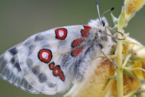 HD Apollo Silk Butterfly Picture Desktop Wallpaper