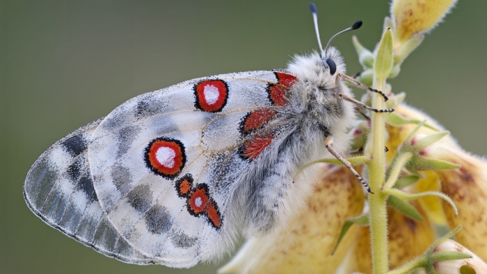 HD Apollo Silk Butterfly Picture Desktop Wallpaper
