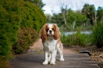 King Charles Spaniel Pictures