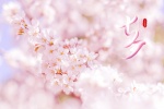 Chinese Valentine's Day cherry blossom scenery computer wallpaper pictures