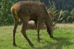 Red deer pictures in the forest