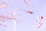 Chinese Valentine's Day cherry blossom scenery computer wallpaper pictures