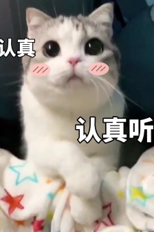泡芙貓的表情包合集