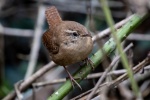 Birds Wren Pictures