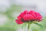Mother's Day beautiful carnation flowers pictures desktop wallpaper