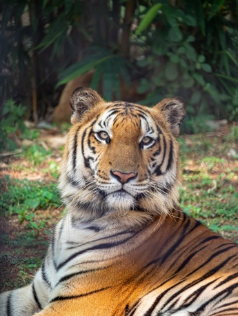 King of the forest tiger picture