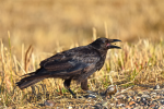 Picture of crow with jet black feathers