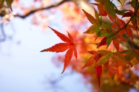 秋天紅色楓葉圖片桌麵壁紙