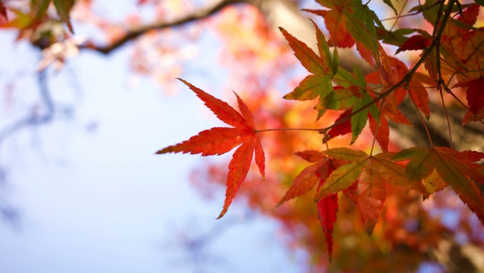 Autumn red maple leaves pictures desktop wallpaper