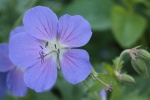Geranium picture desktop wallpaper