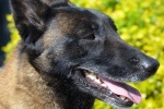 Belgian Malinois Dog Pictures