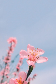 粉色桃花淺藍天空手機壁紙