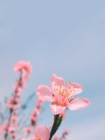 粉色桃花淺藍天空手機壁紙