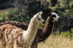 Alpaca pictures tame and cute alpaca pictures