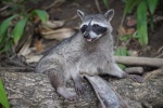 Cute little raccoon pictures